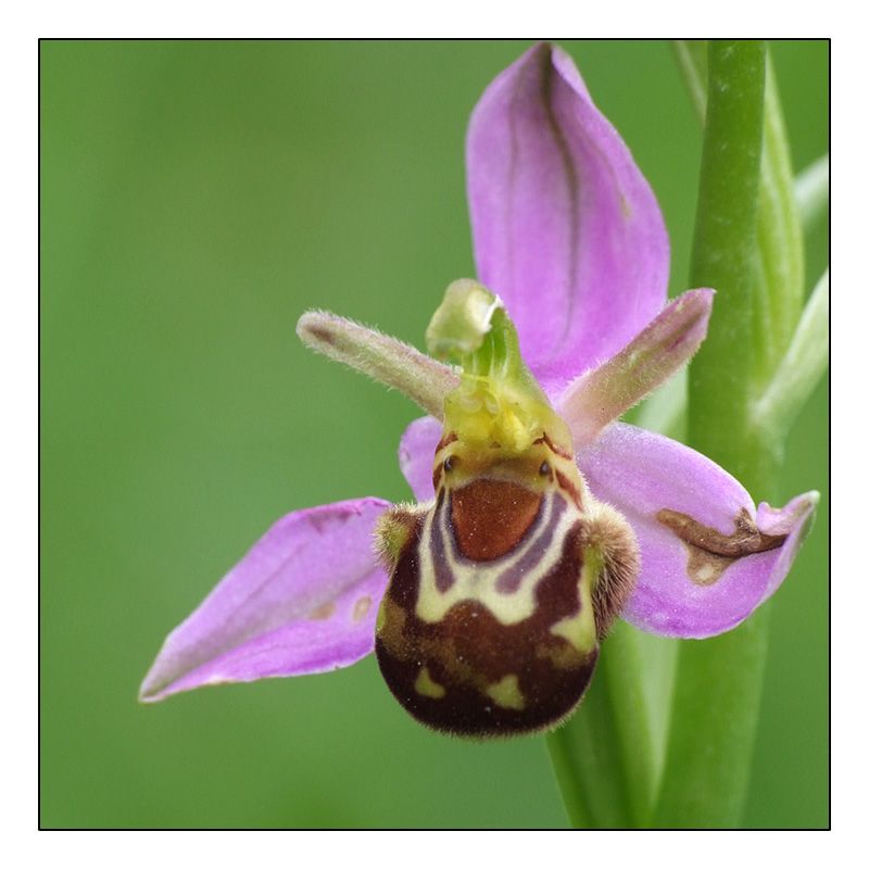 Ophrys apifera formes avec clés de recherches... O_apif11