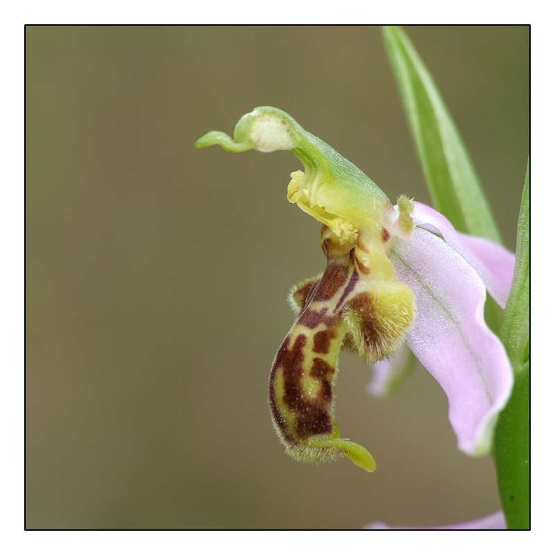Ophrys apifera formes avec clés de recherches... O_apif13