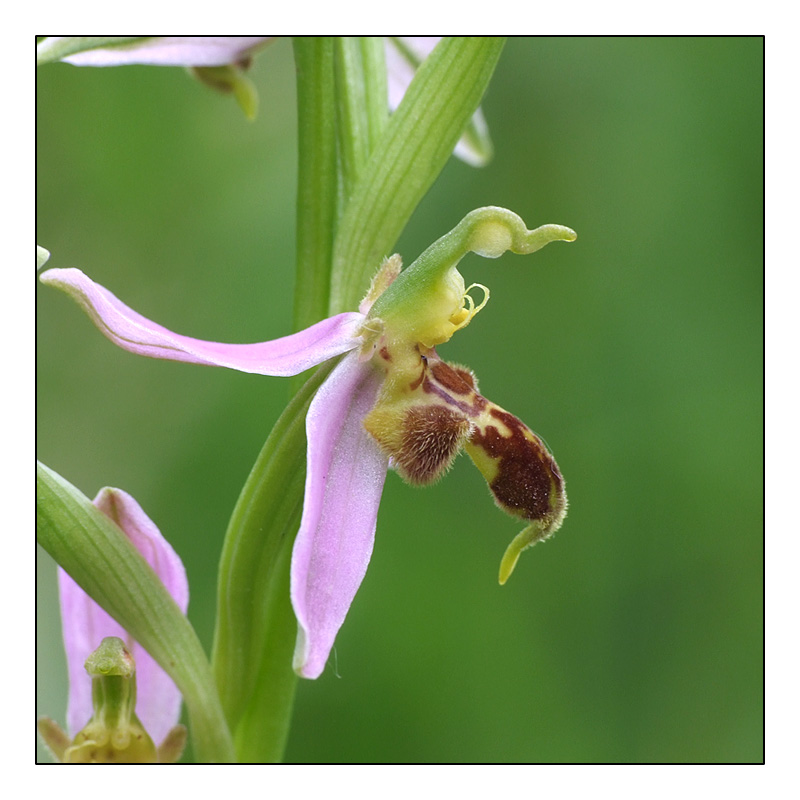 Ophrys apifera formes avec clés de recherches... O_apif14