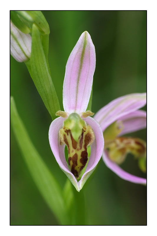 Ophrys apifera formes avec clés de recherches... O_apif17