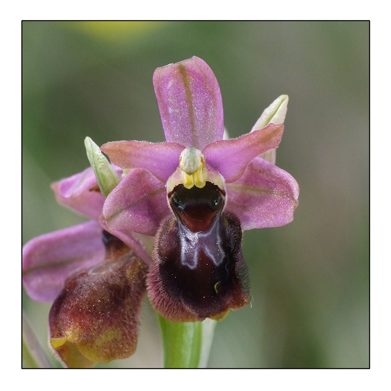 Ophrys marzuola x tenthredinifera O_tent10