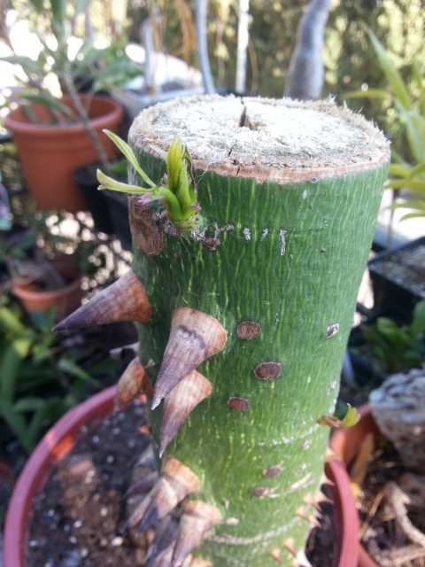 Chorisia speciosa bonsai 20150410