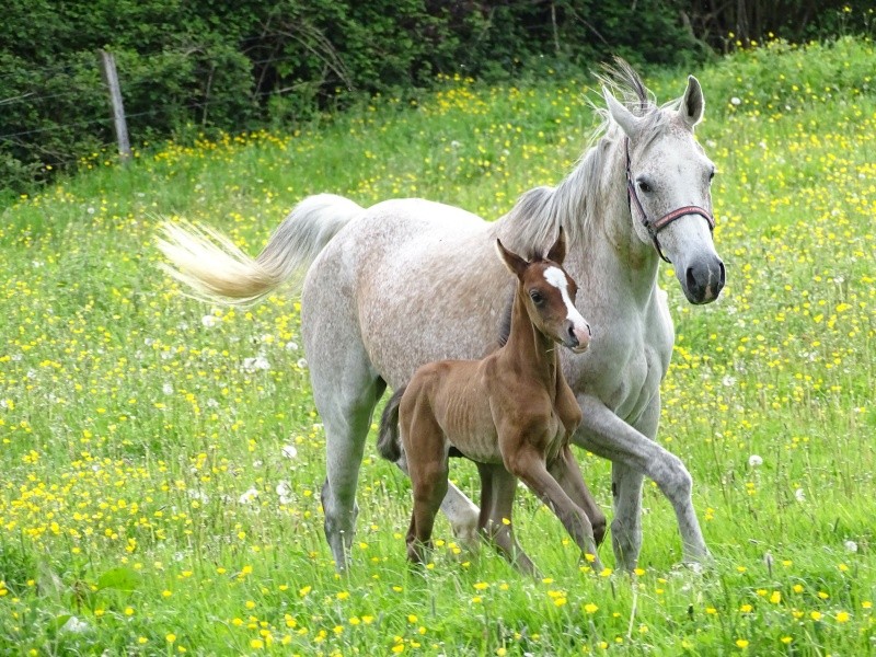 2015 - Pianiste story amore Dsc02717