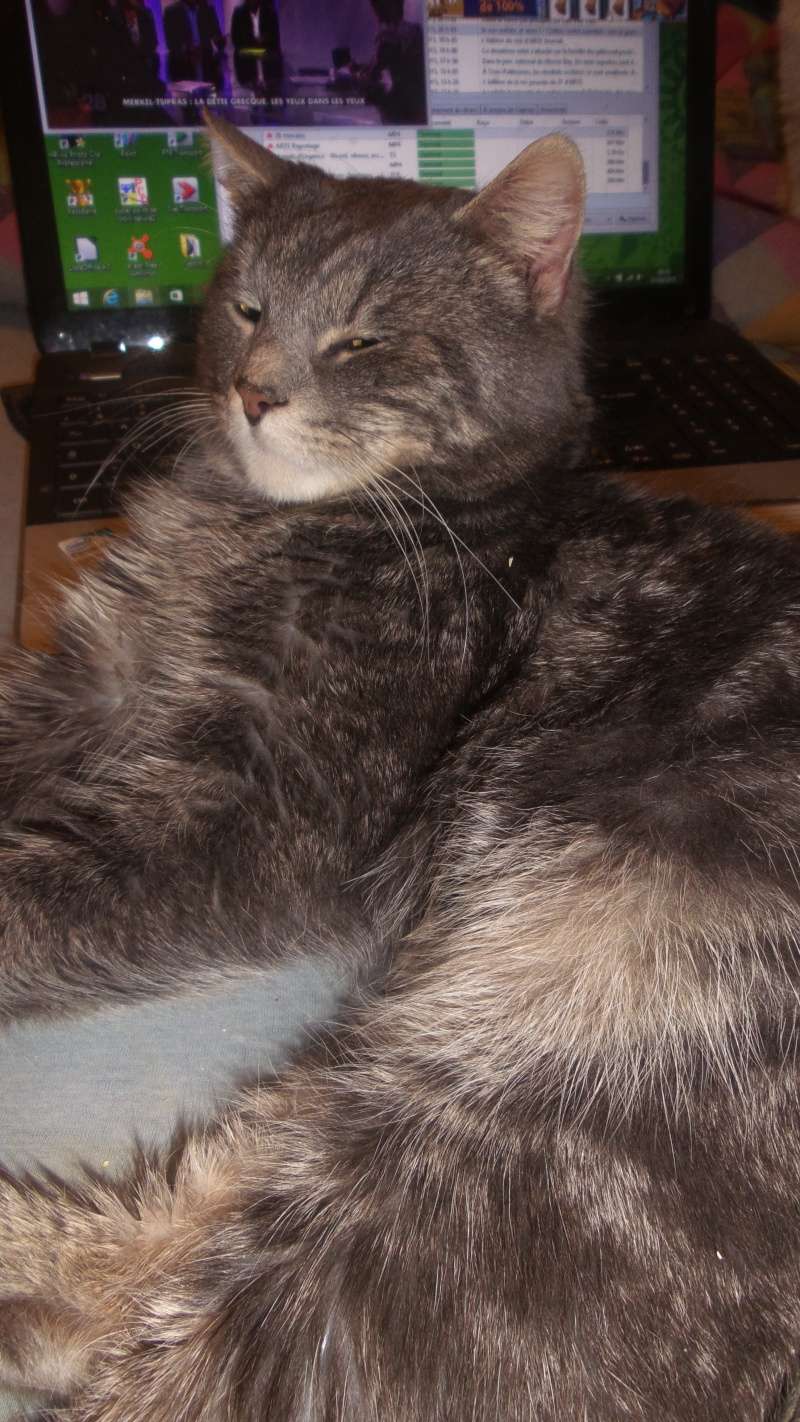 MUFFIN  , européen tigré gris , 3 ans , M  2015-012