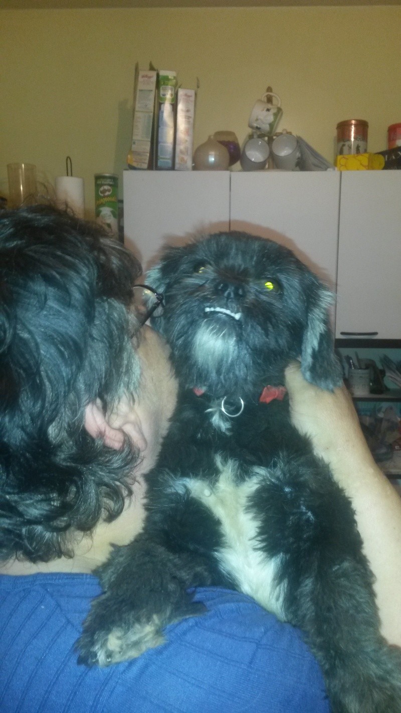 ETNA, type shih-tzu 1 an - F 20150518