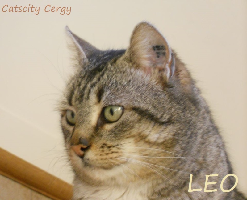 LEO, beau mâle tigré 4 ans, FIV + (CATSCITY CERGY 95) Dd11