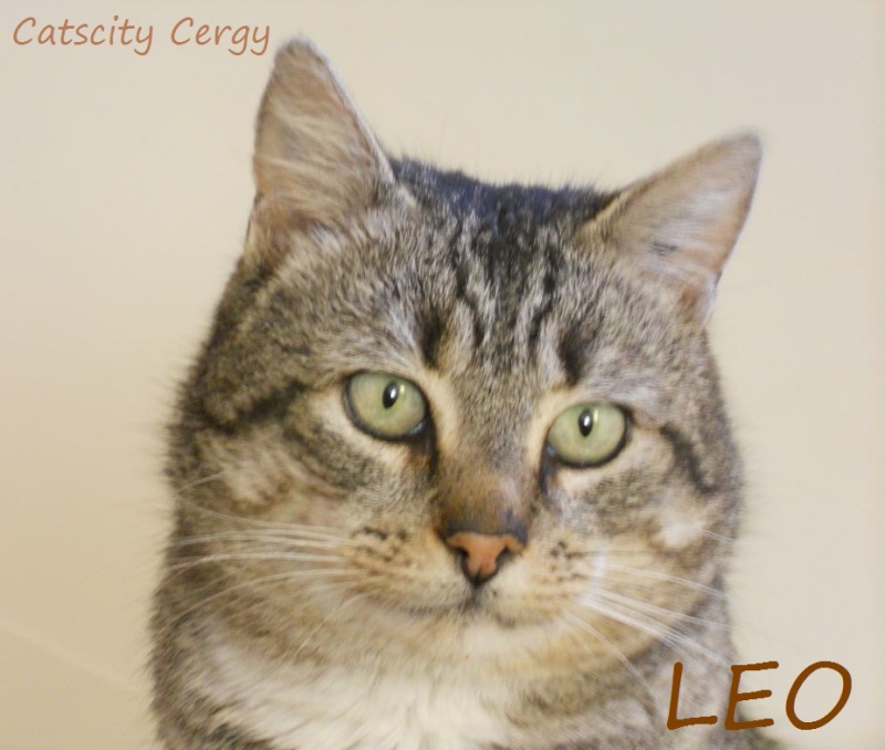 LEO, beau mâle tigré 4 ans, FIV + (CATSCITY CERGY 95) Ee10