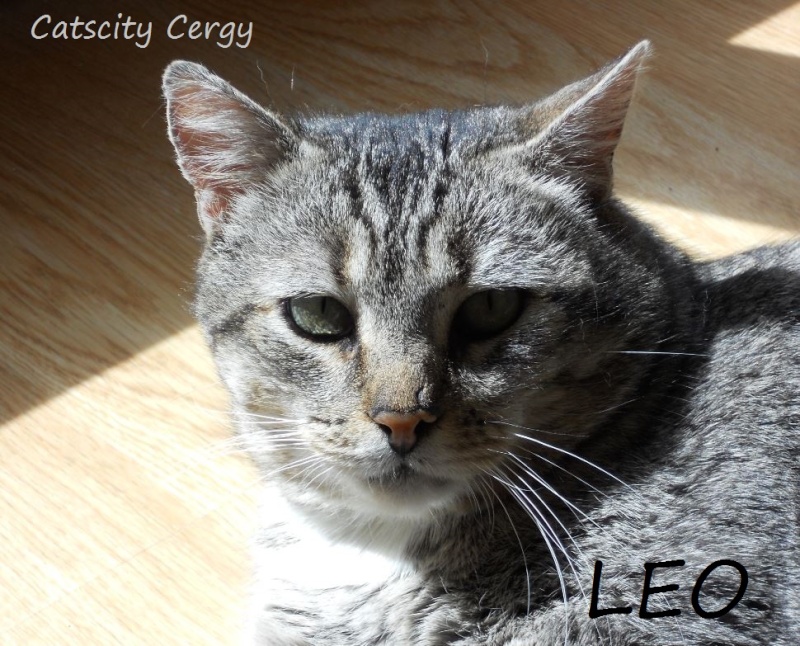 LEO, beau mâle tigré 4 ans, FIV + (CATSCITY CERGY 95) Gwhsjr10