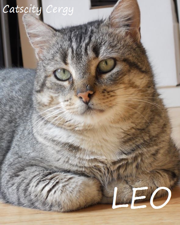 LEO, beau mâle tigré 4 ans, FIV + (CATSCITY CERGY 95) Hvndgc10