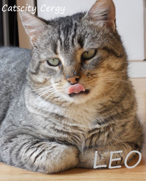 LEO, beau mâle tigré 4 ans, FIV + (CATSCITY CERGY 95) Yjhtdk10