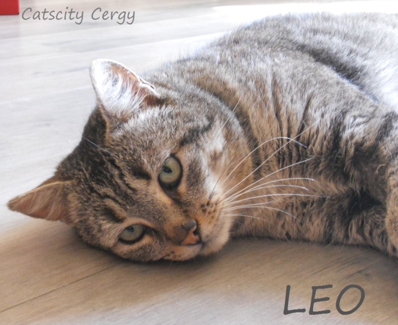 LEO, beau mâle tigré 4 ans, FIV + (CATSCITY CERGY 95) Yjtygk10