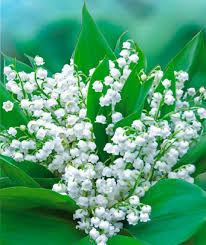 1er mai....  Muguet10