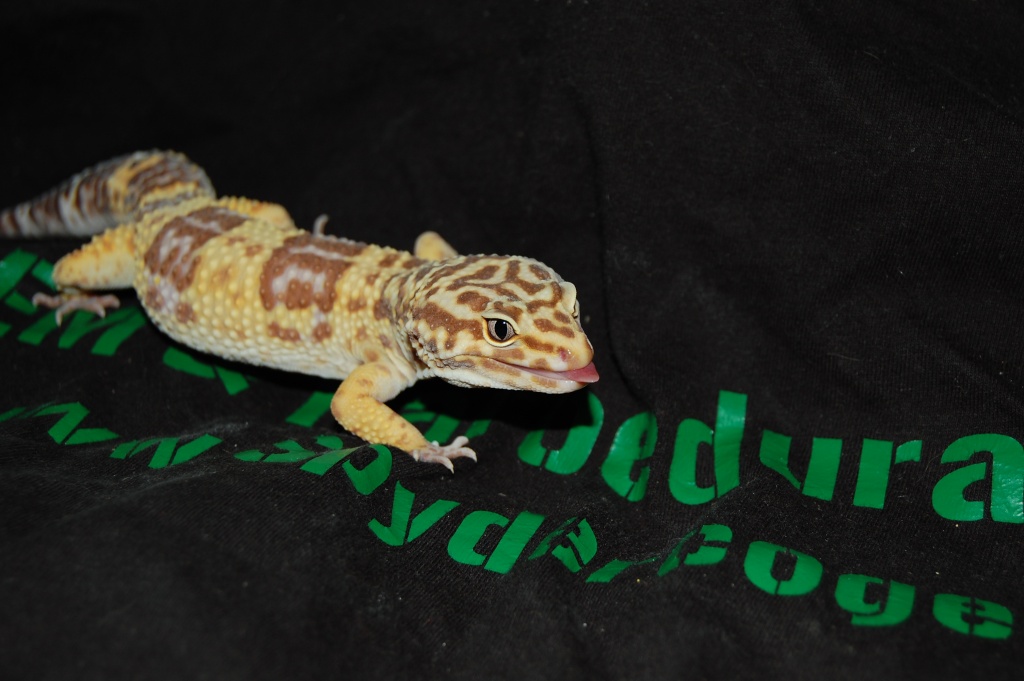 Spyderco Gecko [Em] Idf [91] Dsc_1114