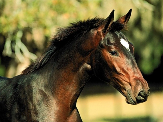 Les chevaux du haras Cheval10