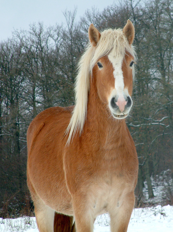 Les chevaux du haras Paard211