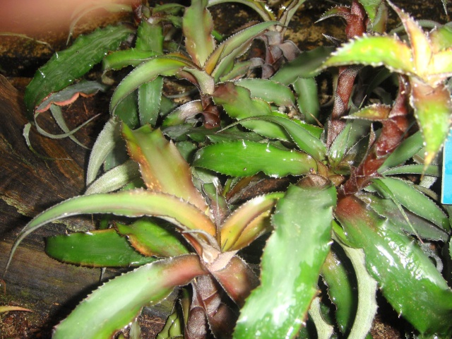 Quelques cryptanthus Crypta14