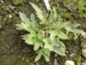 Chèvreloup le 25 03 2015 Pyrros10
