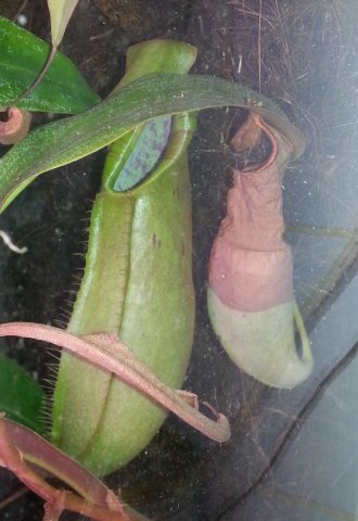 Nouvel hybride de nepenthes en jardinerie (N. Louisa) 20150511