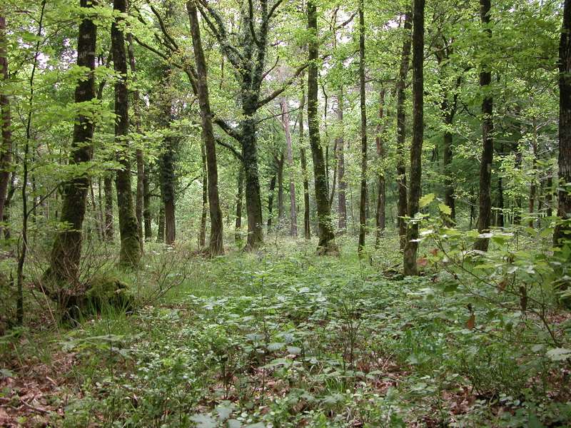 Sortie bivouac à Brocéliande 2110