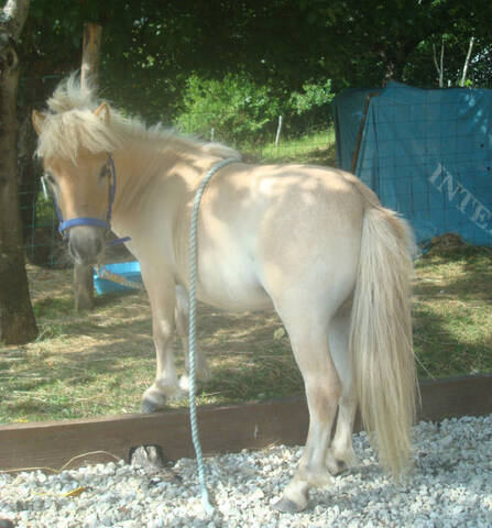 Cheval rouan a vendre top