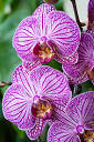 Les orchidées O2410