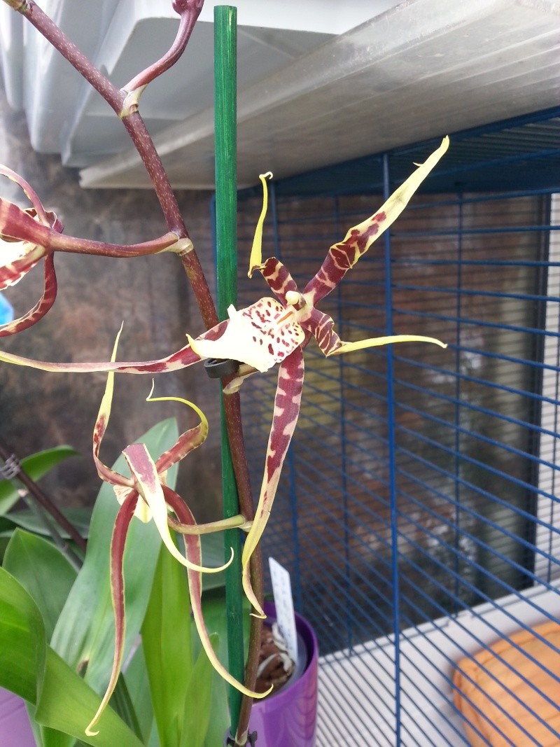 Les orchidées O311