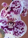Les orchidées O411