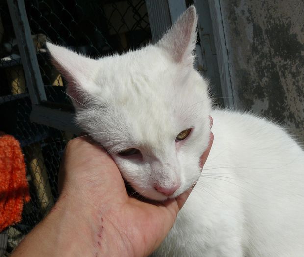 Drage, adorable chatte toute blanche aux yeux d'or Mabeau10