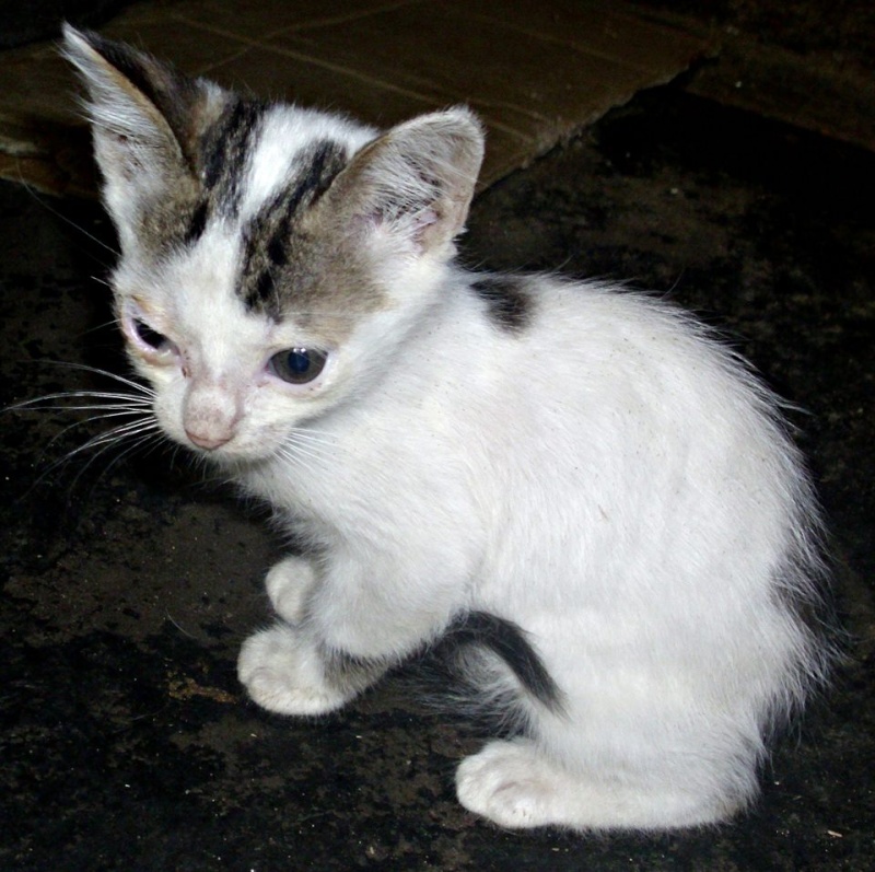 NOUKY (ex KREATURE) - chat mâle, né en 2014 - (PASCANI) - pris en charge par une autre association 10501210