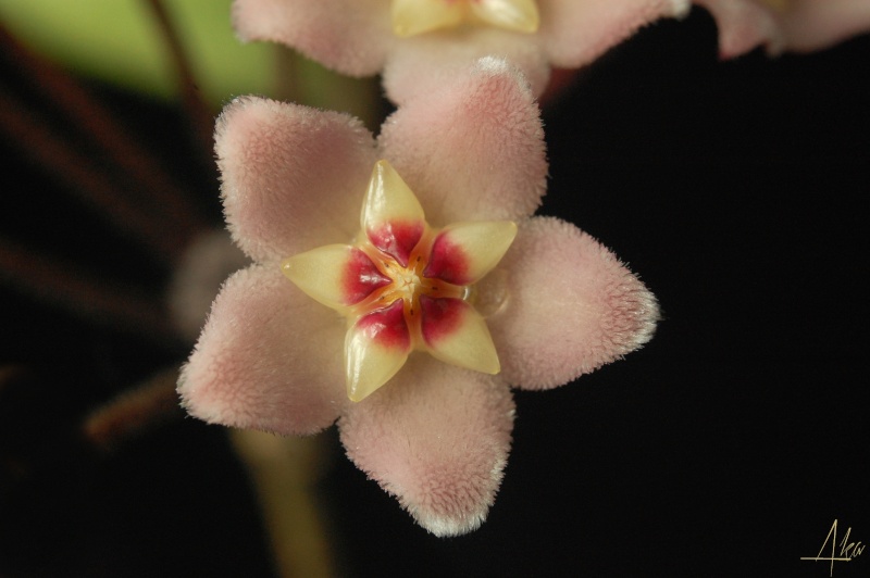 Hoya carnosa 'Nathalie' Carnos11