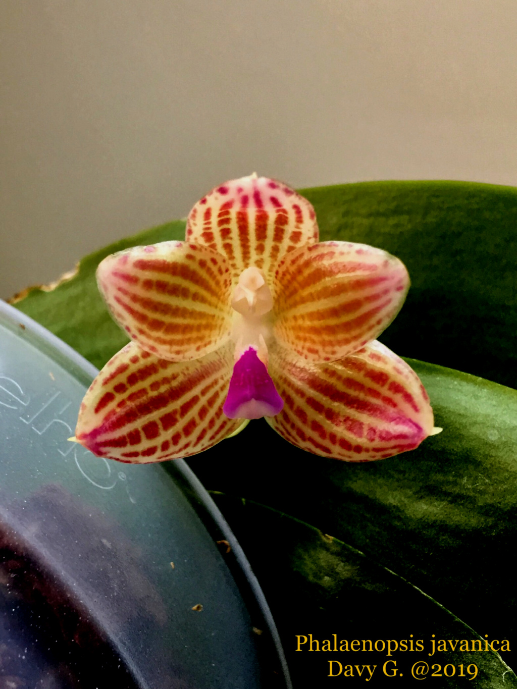 Phalaenopsis javanica D8c6a410