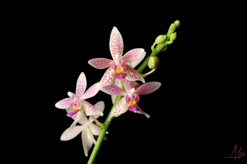 Phalaenopsis Little Sister (maculata x equestris) Dsc_0012