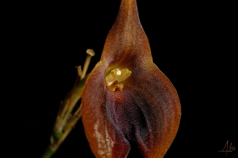 Masdevallia ayabacana x infracta Dsc_0120