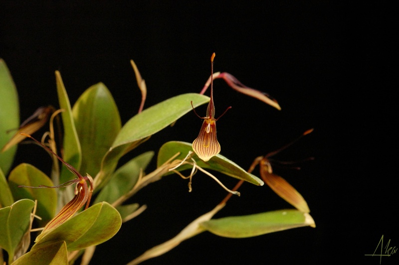 Restrepia trichoglossa Dsc_0313