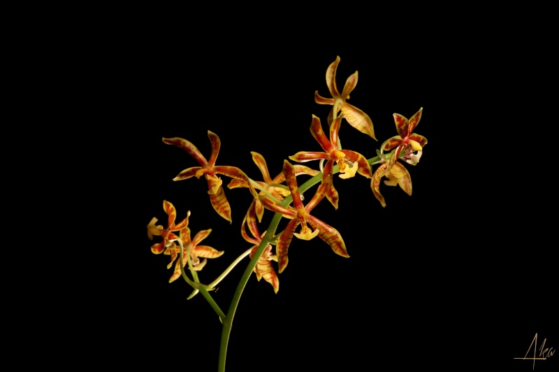 Phalaenopsis mannii Dsc_0710