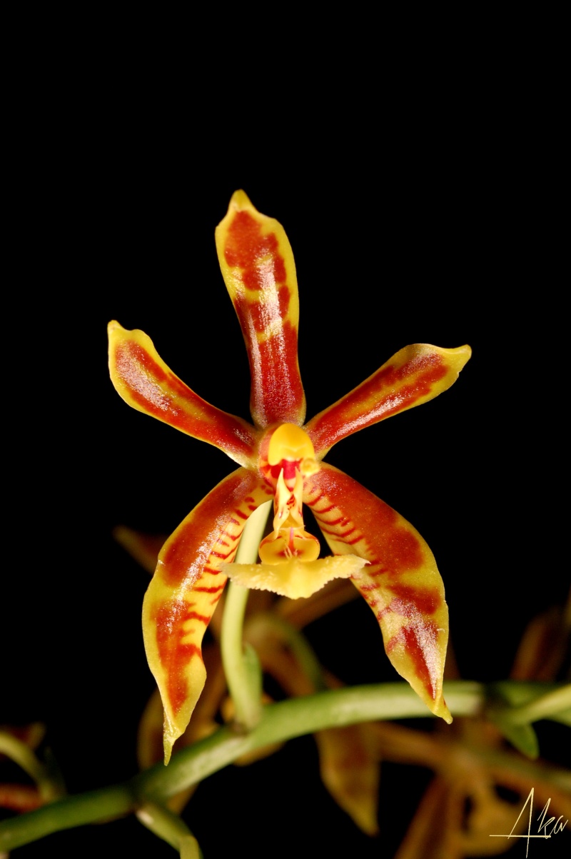 Phalaenopsis mannii Dsc_0711