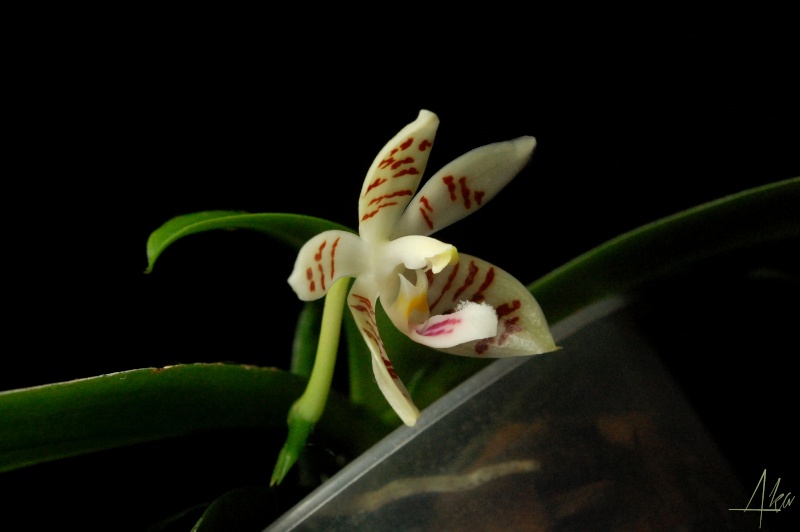 Phalaenopsis Memoria Ida Freimann (tetraspis x inscriptiosinensis) Mif210