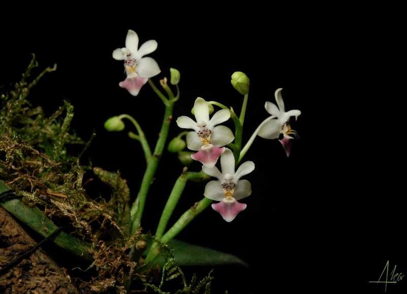 Phalaenopsis parishii n°1 Par110
