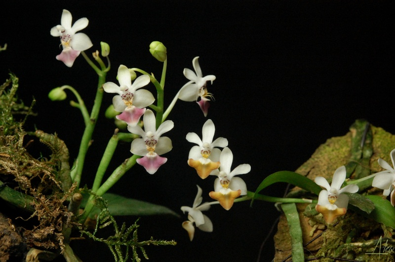 Phalaenopsis parishii n°1 Par210