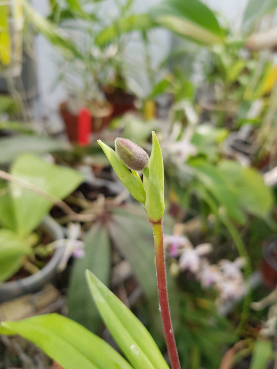 Phragmipedium Pink Panther (schlimii x fischeri) Phrag10