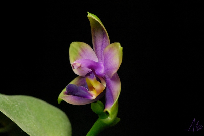 Phalaenopsis Samera f. coerulea (violacea x bellina) Samera11