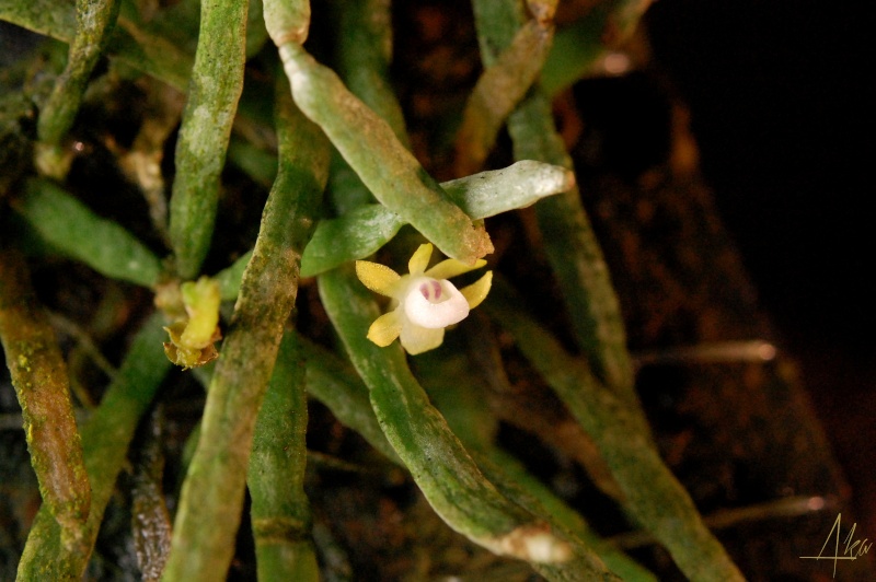 Taeniophyllum obtusum ? pusillum ? Taenio11