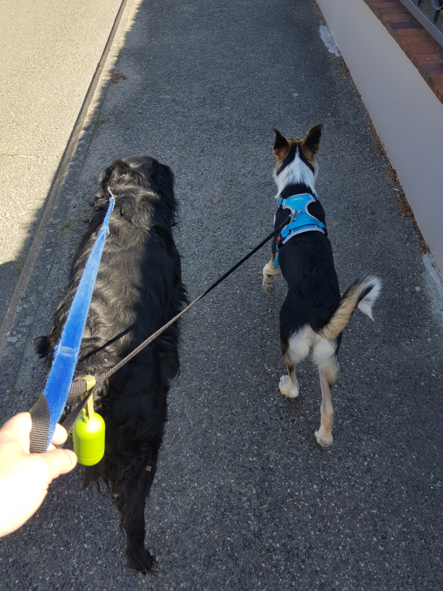 TARTOPOM  - Chiot Mâle de taille moyenne à l'âge adulte - Né en février 2019 - adopté par Romain (28) - Page 4 Tomnou10