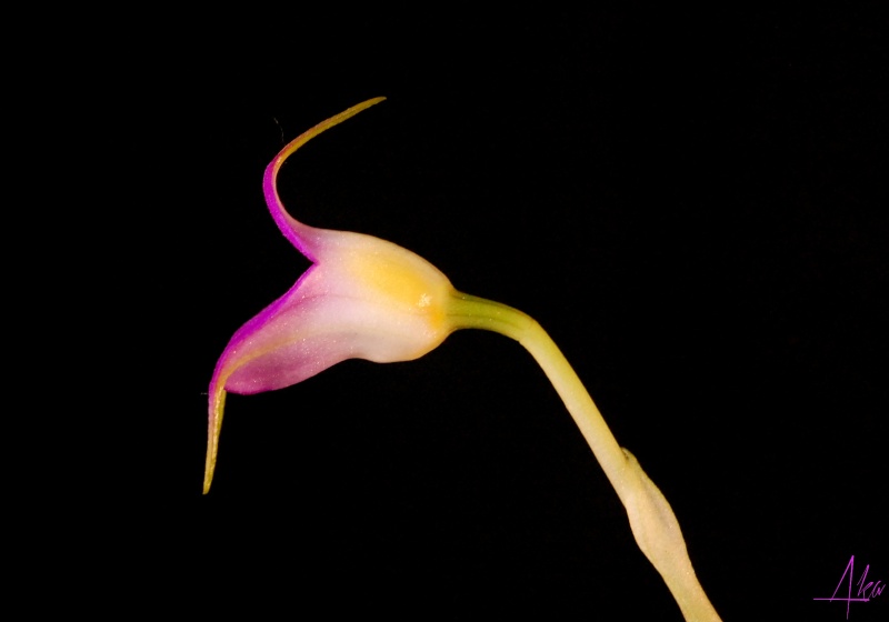 Masdevallia uniflora Uniflo11