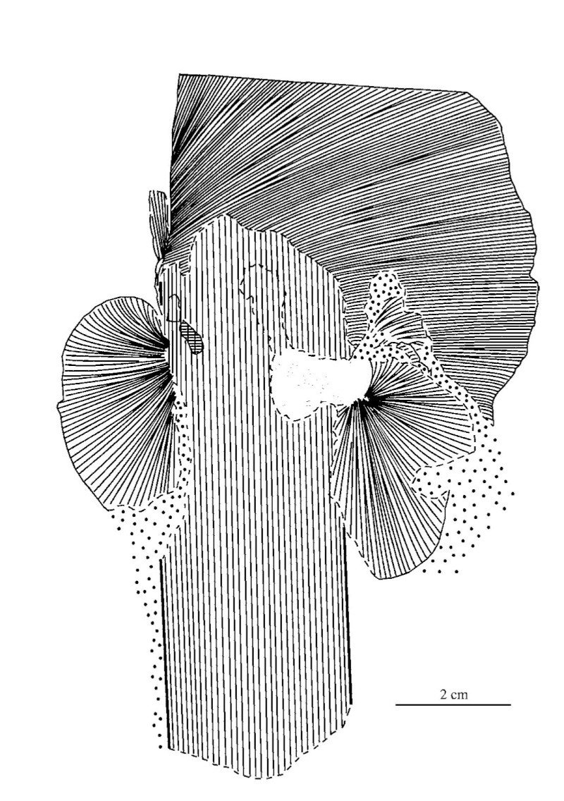 Neuropteris ovata Hoffmann . Cyclopteris Brongniart , 1830. Pal-2410