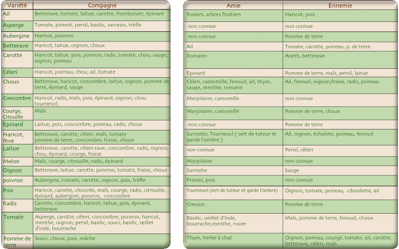 Les associations de plantes : Quelles plantes s'entendent bien ou non Associ10
