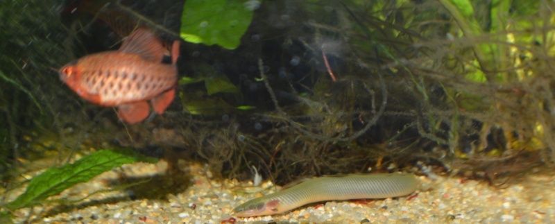 Erpetoichthys calabaricus reproduction (poissons roseaux) Z210