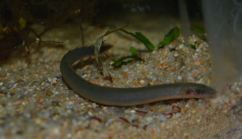 Erpetoichthys calabaricus reproduction (poissons roseaux) Z310