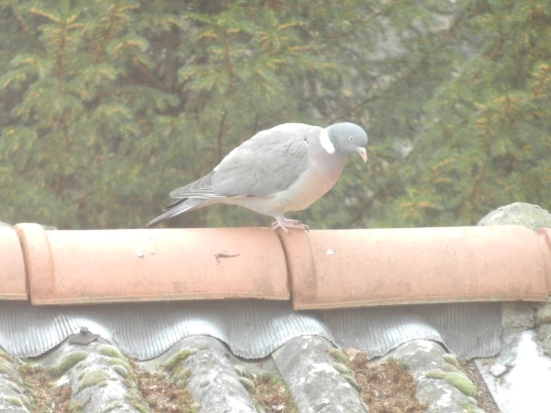 Très joli pigeon sur un toit. Dscn0010