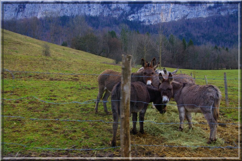 Et c'est parti.... (dans le Dauphiné) Photo_44